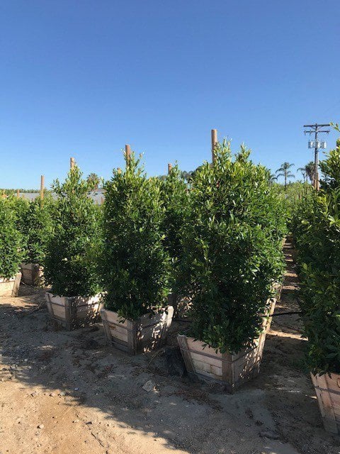 Photo for Ficus microcarpa nitida 'Green Gem' (Column) (Green Gem Fig)