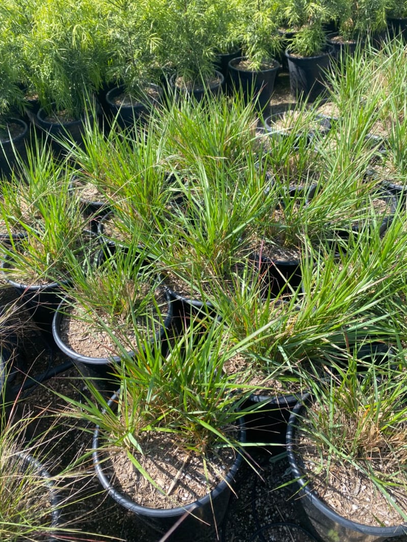 Photo for Calamagrostis acutiflora (Feather Reed Grass )