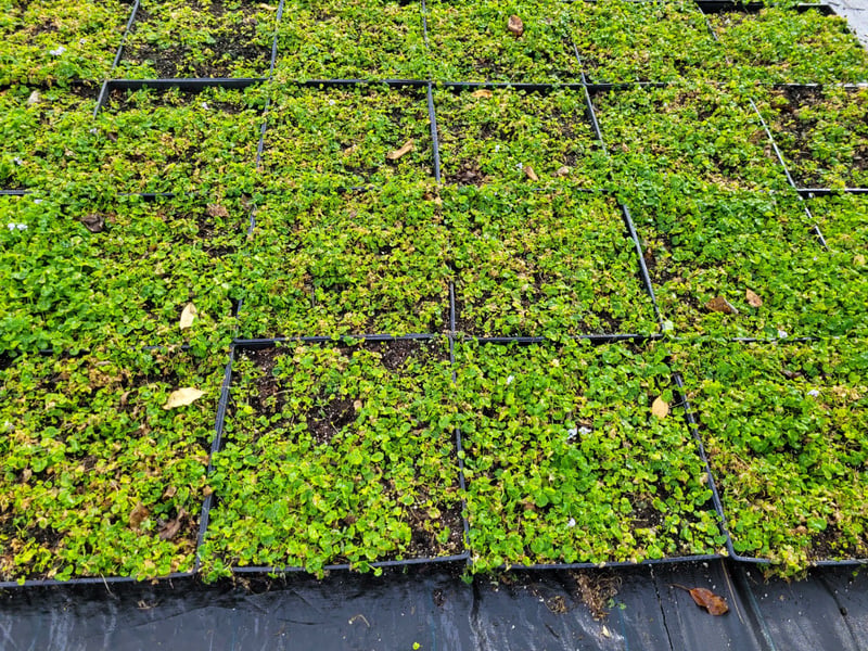 Photo for Viola hederacea (Trailing Violet)