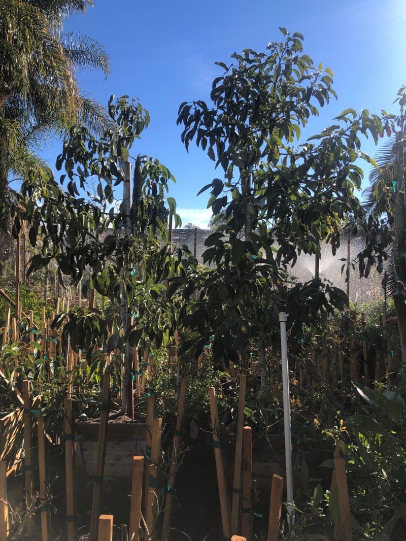 Photo for Persea americana 'Fuerte' (Fuerte Avocado)