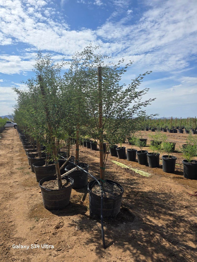Photo for Acacia farnesiana (Sweet Acacia)