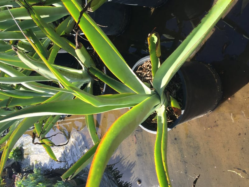 Photo for Agave vilmoriniana (Octopus Agave)