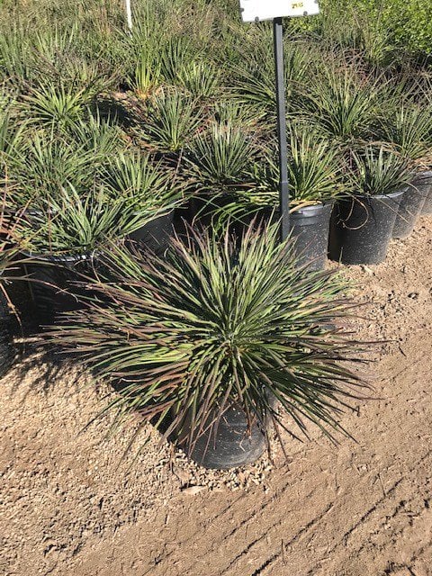 Photo for Agave geminiflora (Twin-flowered Agave)