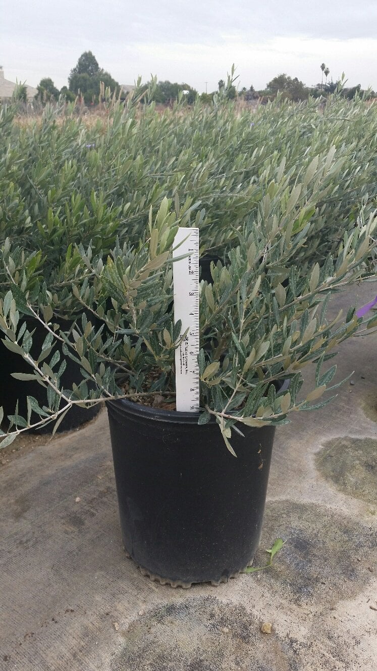 Photo for Olea europaea 'Montra' (Little Ollie Dwarf Olive)