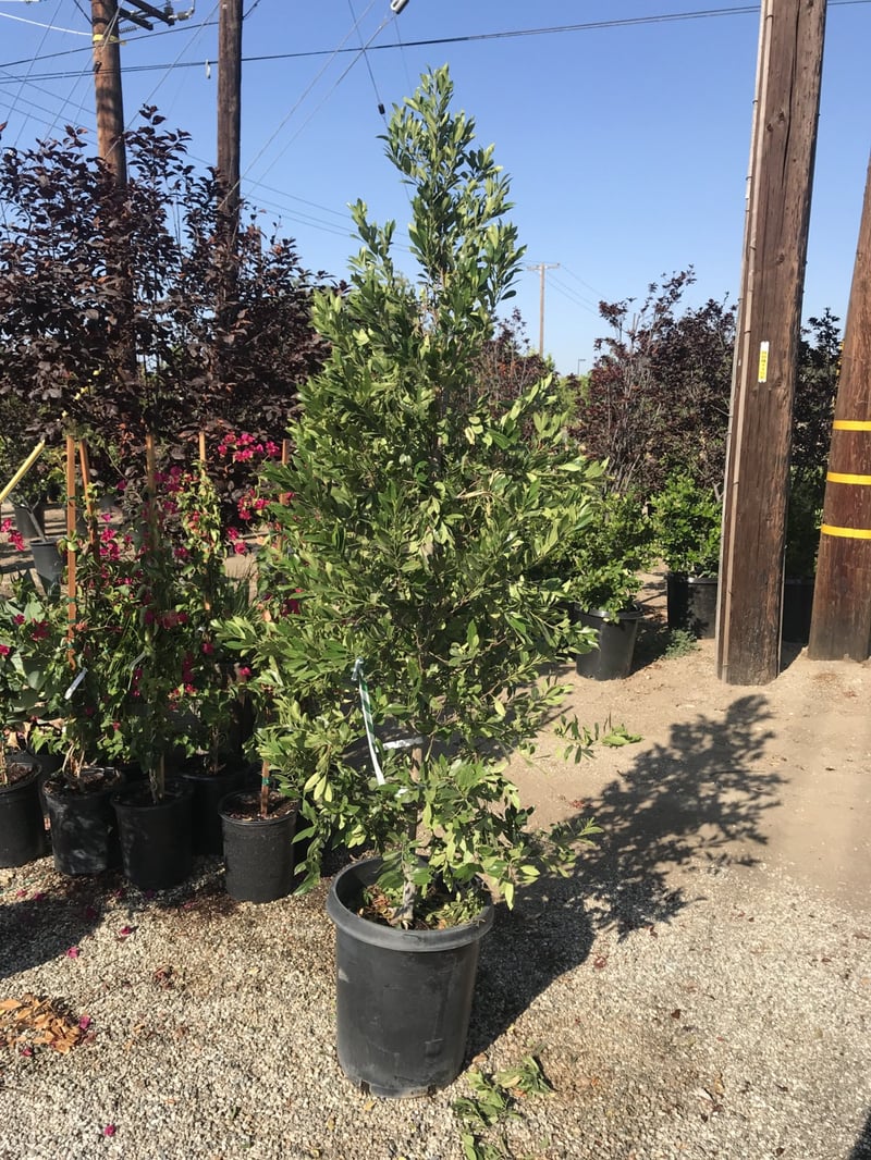 Photo for Prunus caroliniana 'Compacta' (Compact Carolina Cherry Laurel)