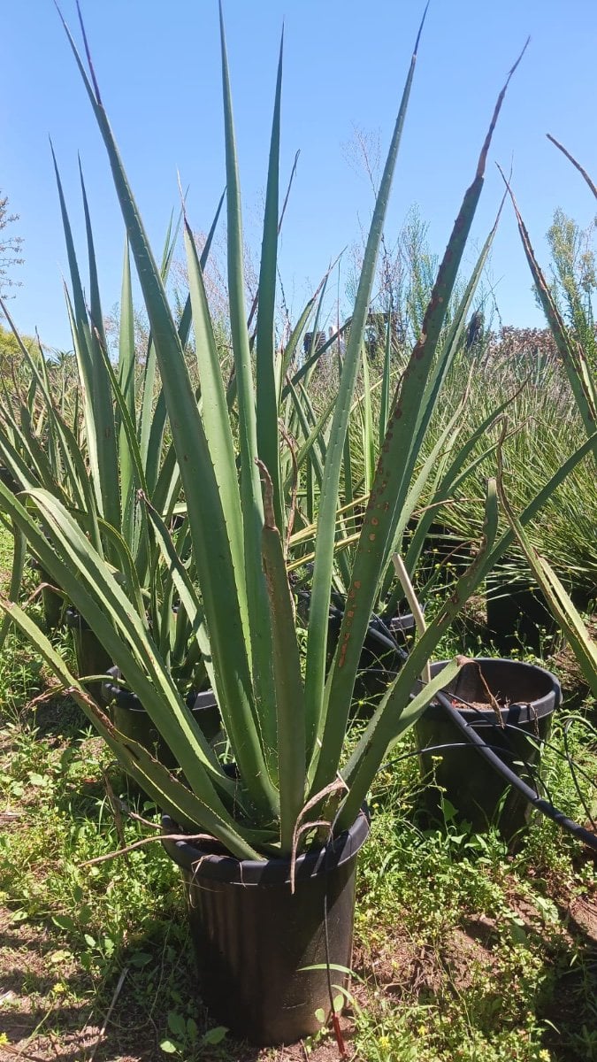 Photo for Furcraea macdougallii (MacDougall's Furcraea)