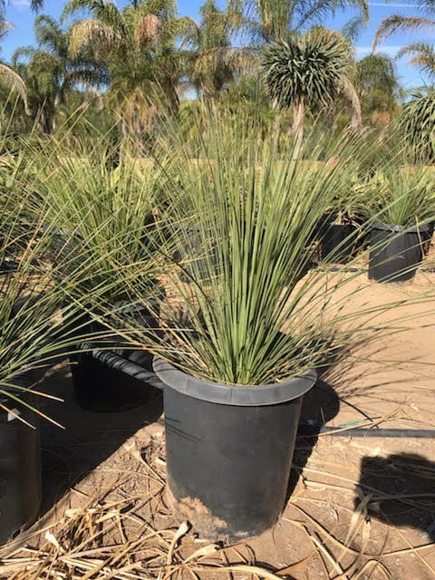 Photo for Dasylirion longissimum (Mexican Grass Tree)