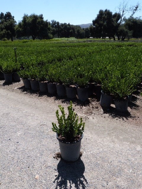 Photo for Buxus (Boxwood)