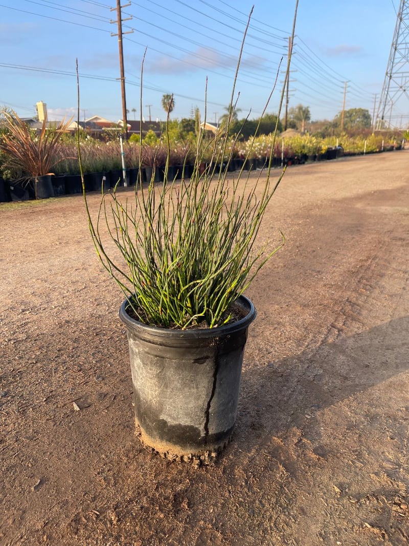 Photo for Chondropetalum tectorum (Small Cape Rush)