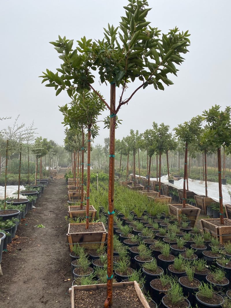 Photo for Arbutus 'Marina' (Standard) (Marina Strawberry Tree)