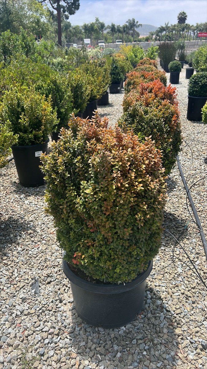 Photo for Buxus sempervirens (American Boxwood)