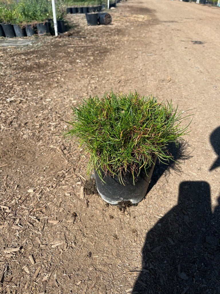 Photo for Armeria maritima (Sea Thrift)