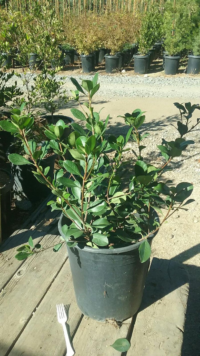 Photo for Rhaphiolepis indica 'Pink Lady' (Pink Lady Indian Hawthorn)