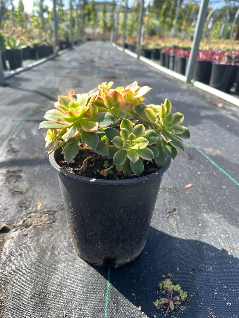 Photo for Aeonium 'Kiwi' (Kiwi Aeonium)