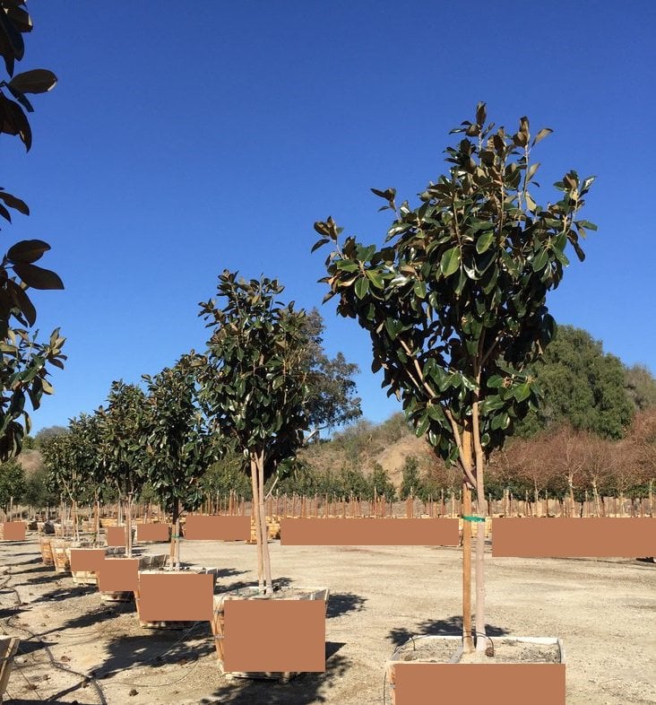 Photo for Magnolia grandiflora 'Monlia' (Majestic Beauty Southern Magnolia)