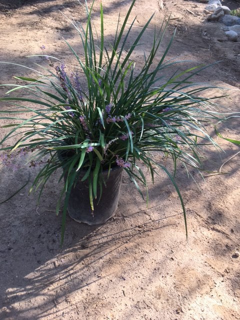 Photo for Liriope muscari 'Emerald Green' (Emerald Green Lily Turf)