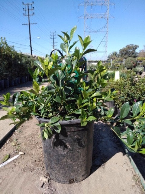 Photo for Gardenia jasminoides 'Veitchii' (Everblooming Gardenia)