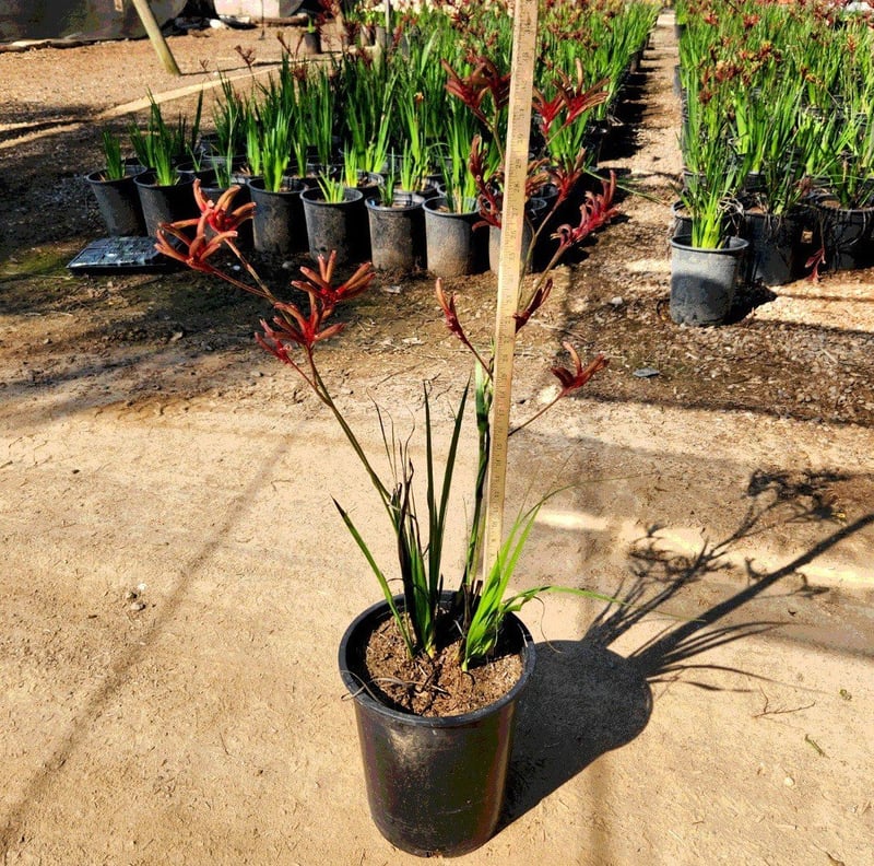 Photo for Anigozanthos 'Regal Velvet' (Regal Velvet Kangaroo Paw)