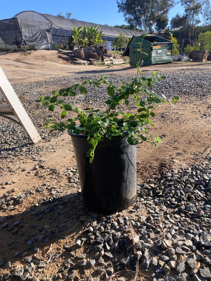 Photo for Ceanothus griseus horizontalis 'Yankee Point' (Yankee Point Ceanothus)