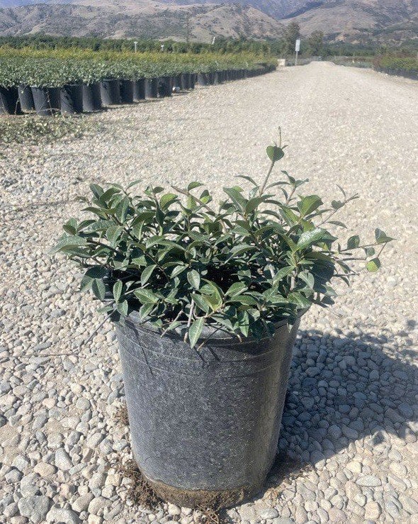 Photo for Trachelospermum asiaticum (Asian Jasmine)