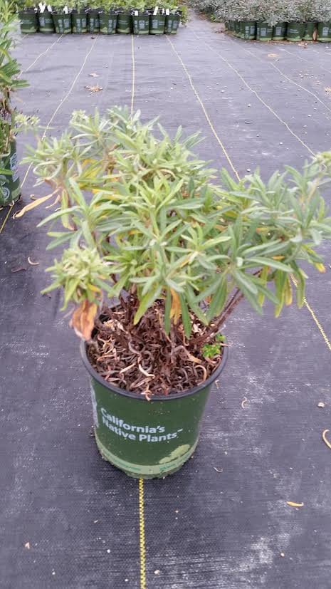 Photo for Eriogonum arborescens (Santa Cruz Island Buckwheat)