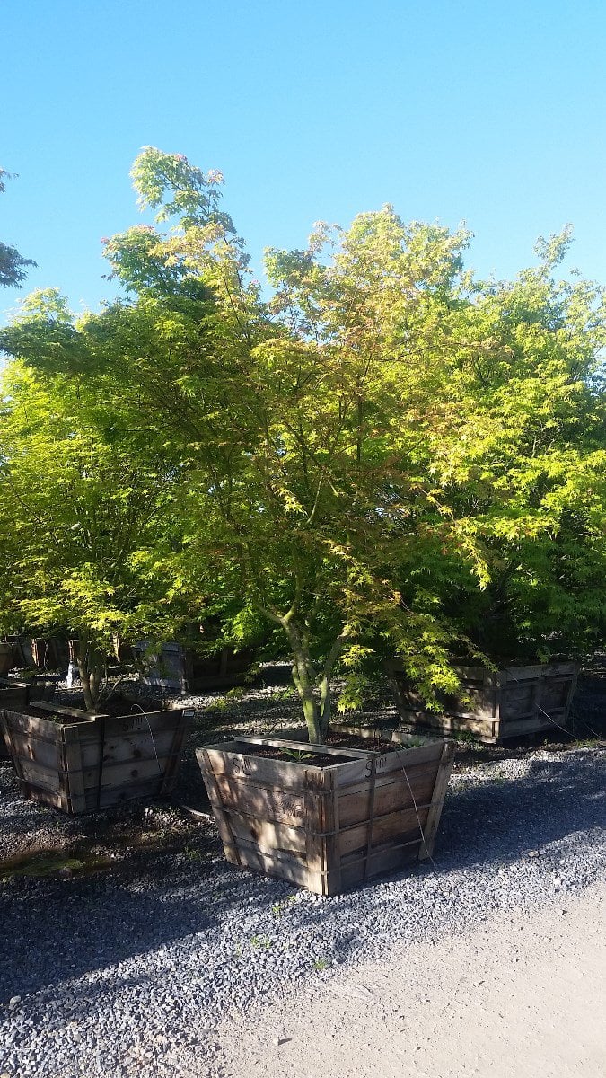 Photo for Acer palmatum (Japanese Maple)