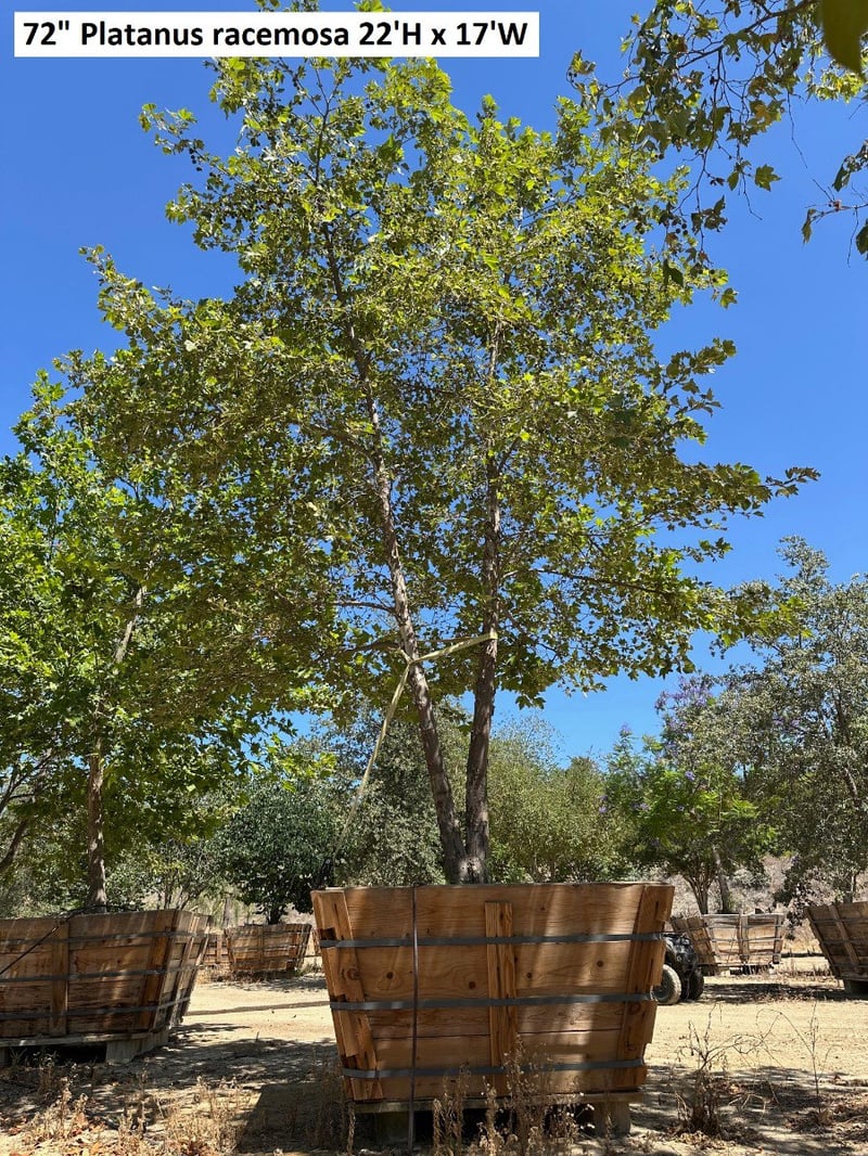 Photo for Platanus racemosa (Low Branch) (California Sycamore)
