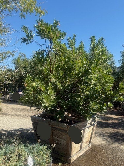 Photo for Arbutus 'Marina' (Multi) (Marina Strawberry Tree)