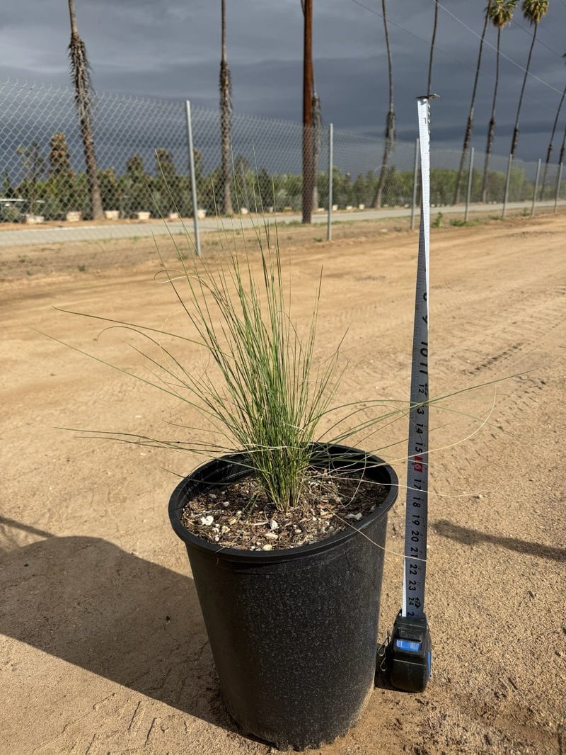 Photo for Muhlenbergia capillaris 'Regal Mist' (Gulf Muhly)