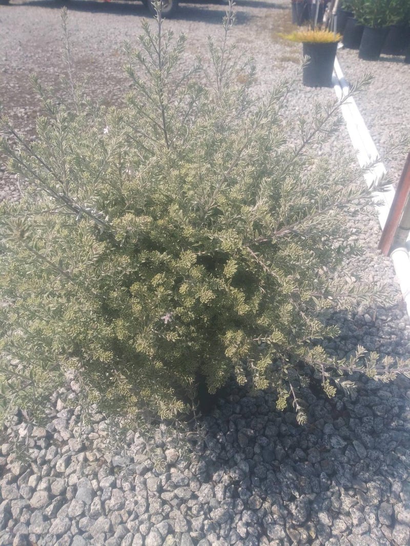 Photo for Westringia fruticosa 'Smokey' (Smokey Coast Rosemary)
