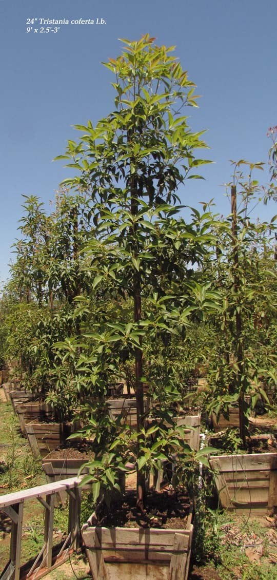 Photo for Lophostemon confertus (Brisbane Box)
