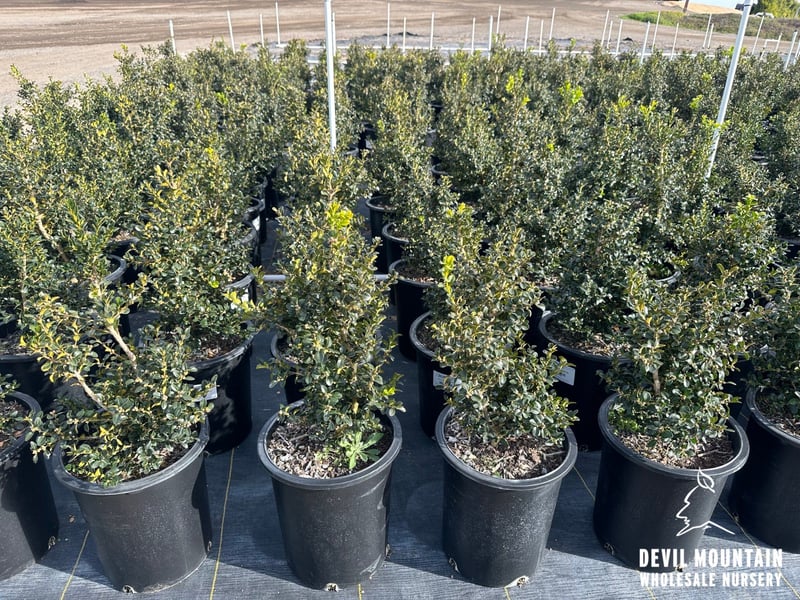 Photo for Buxus microphylla japonica 'Green Beauty' (Japanese Boxwood 'Green Beauty')