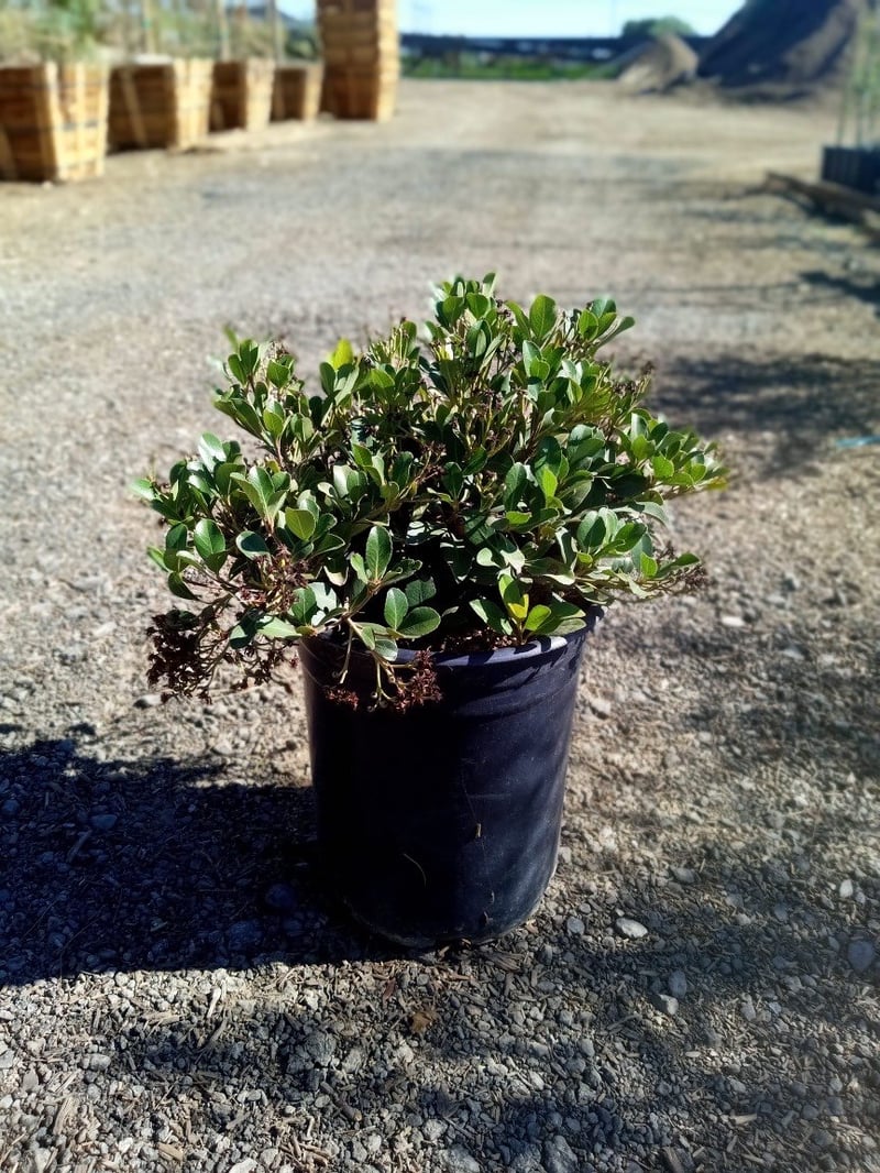 Photo for Raphiolepis indica (Indian Hawthorne)
