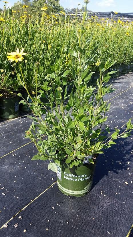Photo for Encelia californica (Coast Sunflower)