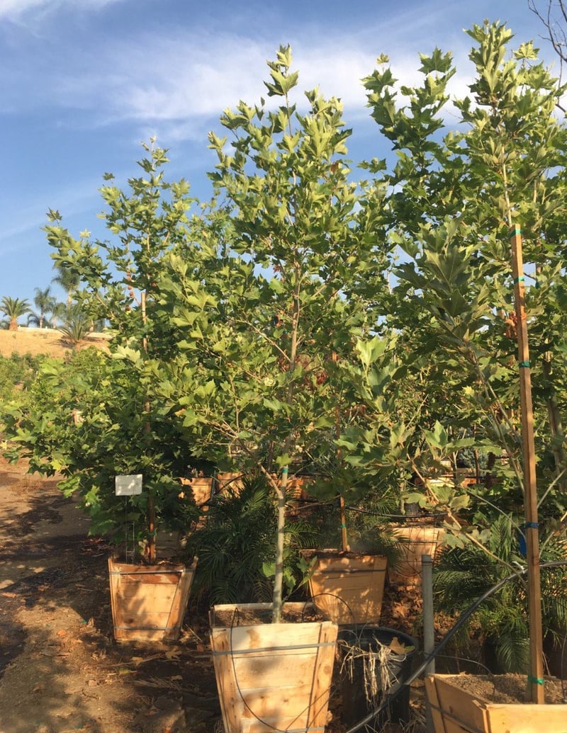 Photo for Platanus × acerifolia (London Plane Tree)