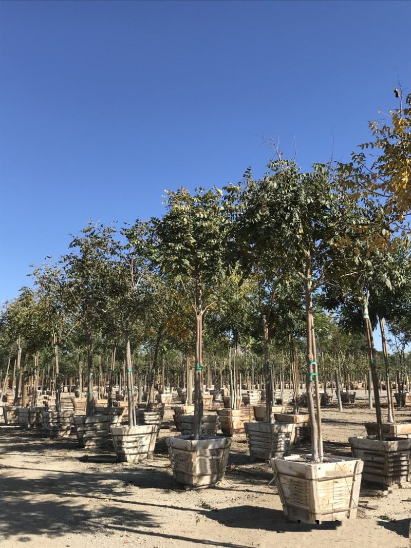 Photo for Koelreuteria paniculata (Golden Rain Tree)