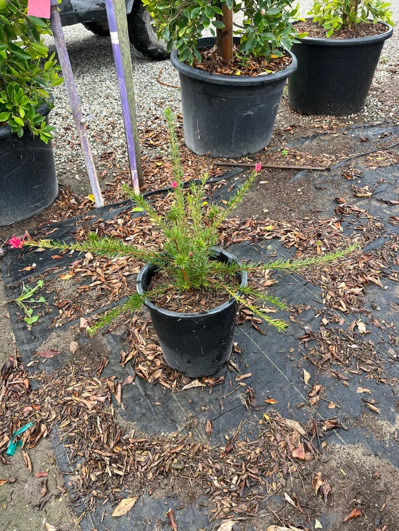 Photo for Grevillea 'Noelii' (Noelii Grevillea)