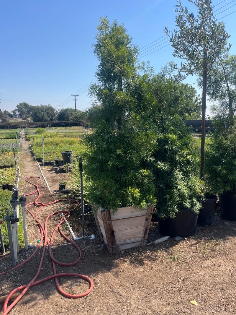Photo for Afrocarpus gracilior (African Fern Pine)