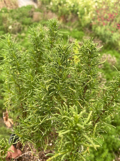 Photo for Santolina virens (Green Lavender Cotton)
