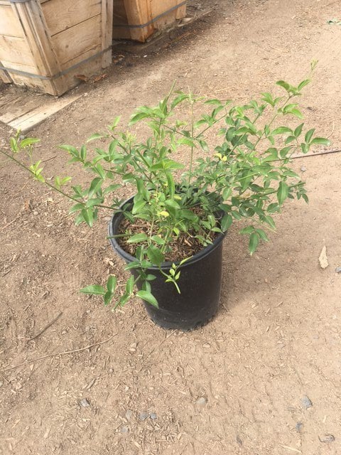 Photo for Jasminum angulare (South African Jasmine)