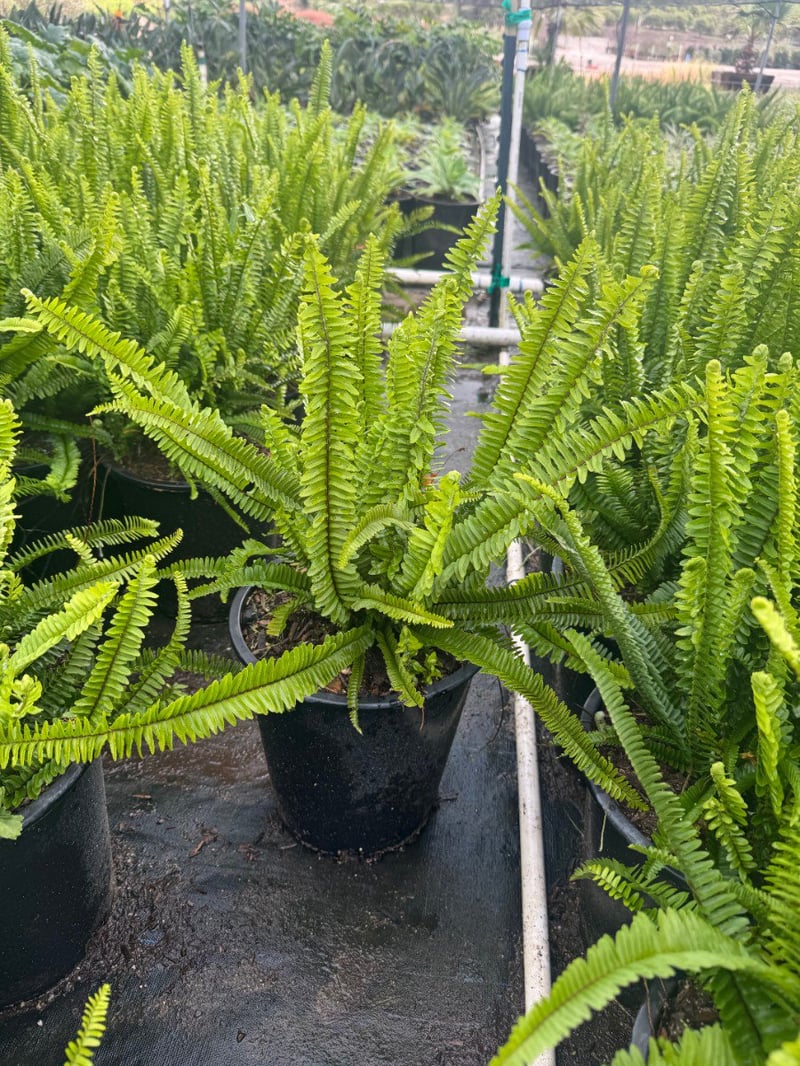 Photo for Polystichum californicum (California sword fern)