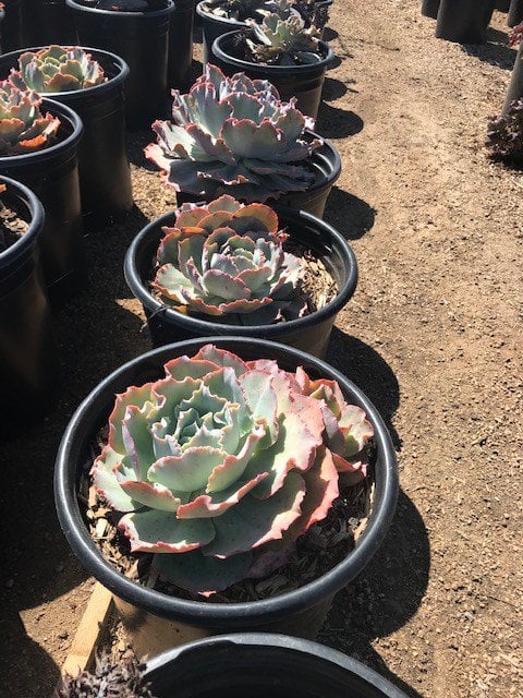 Photo for Echeveria 'Sahara' (Sahara Echeveria)
