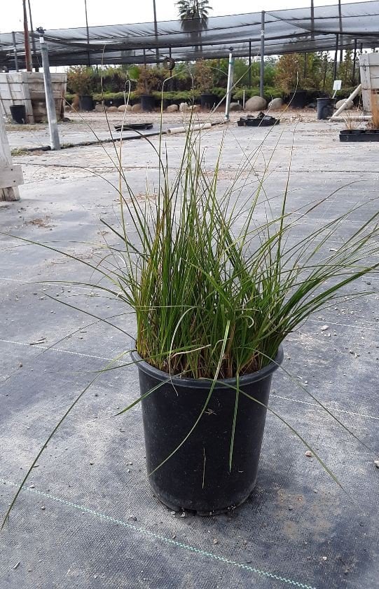 Photo for Carex praegracilis (California Field Sedge)
