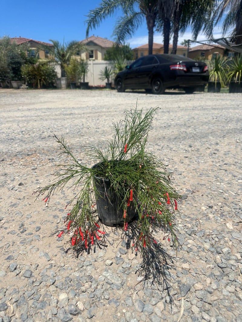 Photo for Russelia equisetiformis (Coral Fountain, Firecracker Plant)