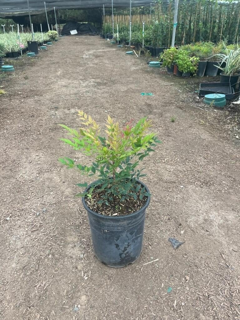 Photo for Nandina domestica 'Gulf Stream' (Gulf Stream Heavenly Bamboo)