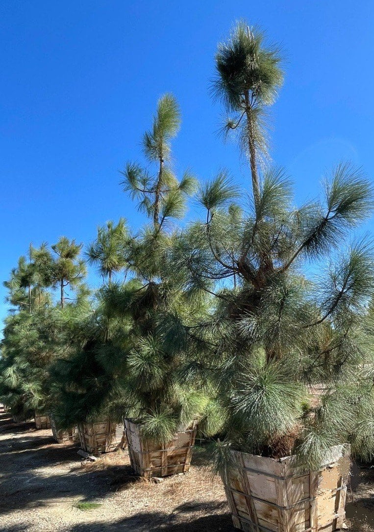 Photo for Pinus canariensis (Standard) (Canary Island Pine)