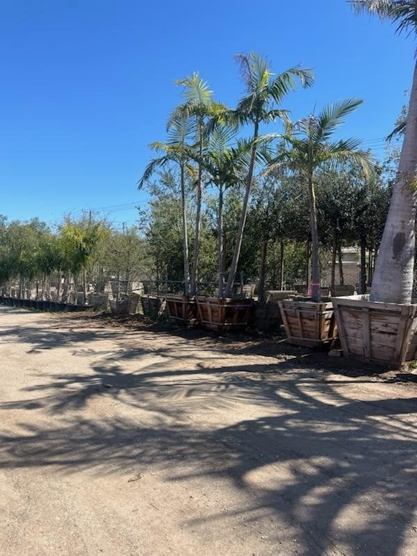 Photo for Archontophoenix cunninghamiana (Multi) (King Palm (Multi))