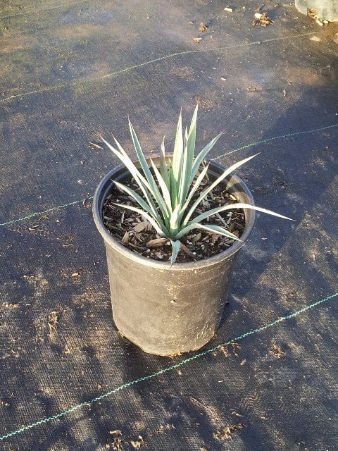 Photo for Hesperoyucca whipplei (Our Lord's Candle)