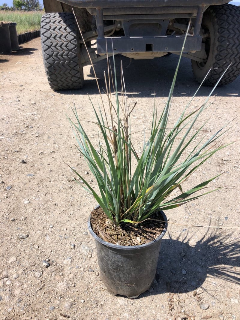 Photo for Elymus condensatus 'Canyon Prince' ( Canyon Prince Wild Rye)