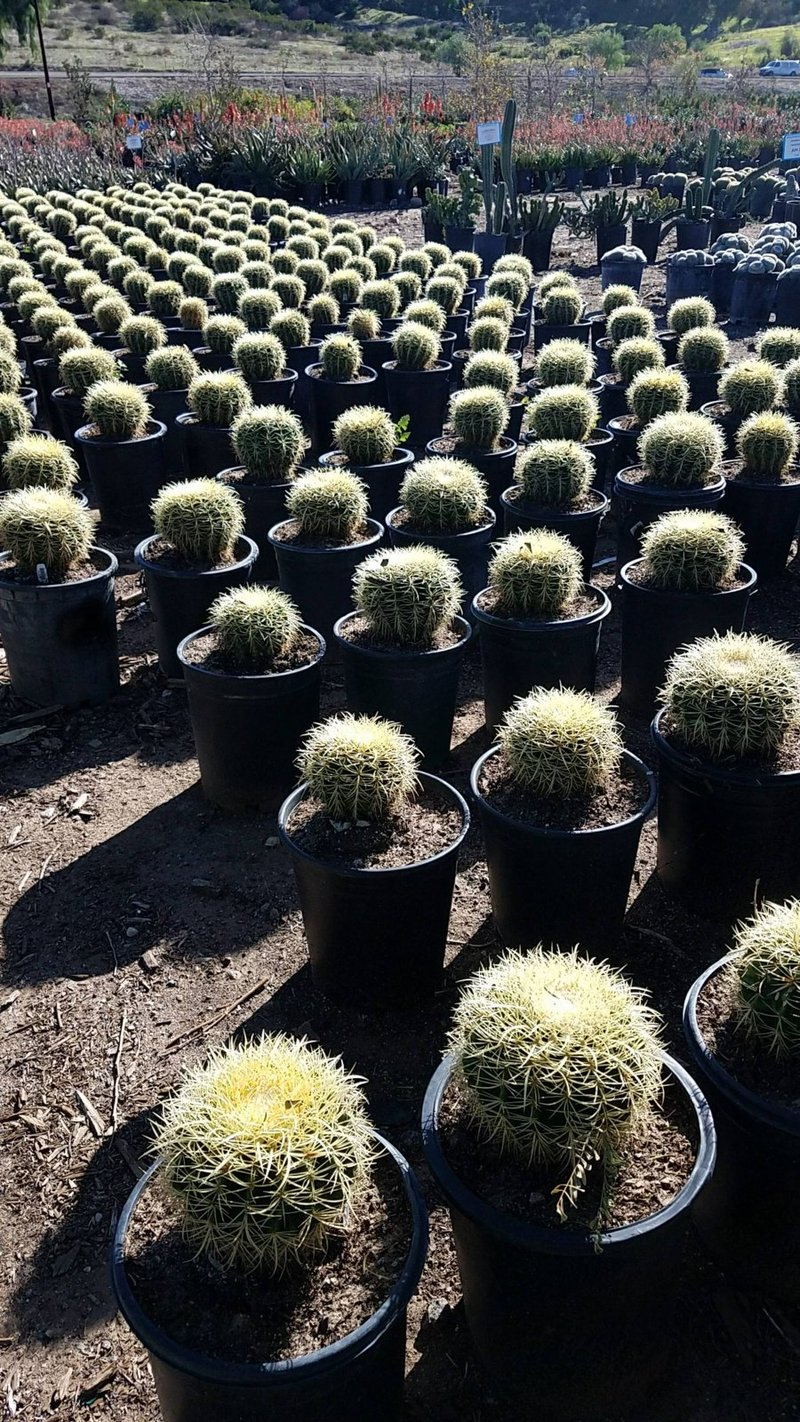 Photo for Echinocactus grussoni (Golden Barrel Cactus)